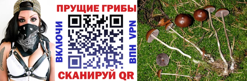 Галлюциногенные грибы Psilocybe  Купить  Злынка 